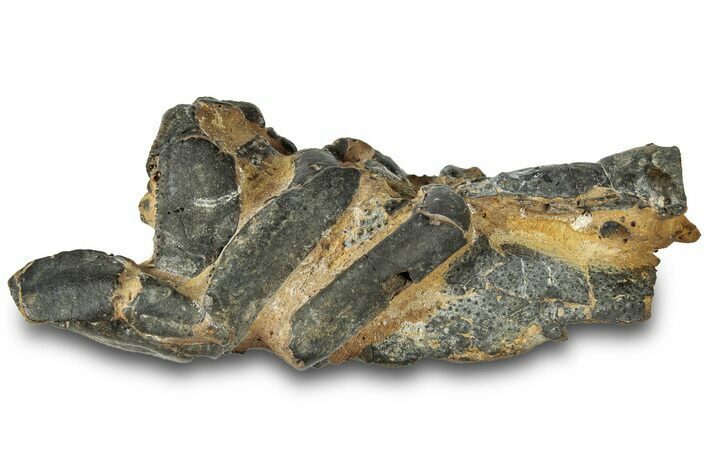 Fossil Mud Lobster (Thalassina) - Gunn Poin, Australia #307766